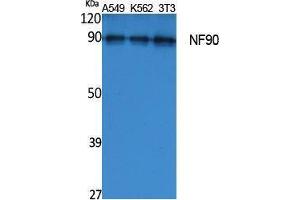 Western Blotting (WB) image for anti-Interleukin enhancer-binding factor 3 (ILF3) (Internal Region) antibody (ABIN3187604)