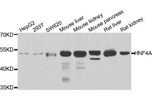 Western blot analysis of extracts of various cell lines, using HNF4A antibody (ABIN5971111) at 1/1000 dilution. (HNF4A Antikörper)