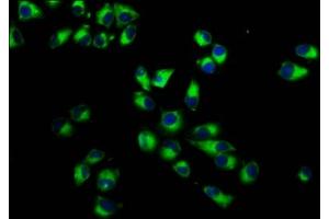 Immunofluorescence staining of Hela cells with ABIN7156450 at 1:233, counter-stained with DAPI. (ITGA7 Antikörper  (AA 175-283))