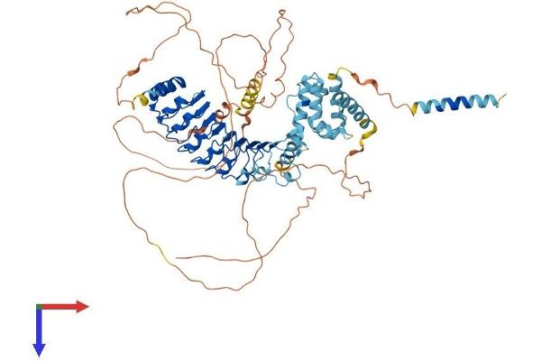 LRCH4 Protein (AA 1-680) (His tag)
