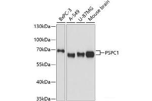 Western blot analysis of extracts of various cell lines using PSPC1 Polyclonal Antibody at dilution of 1:3000. (PSPC1 Antikörper)
