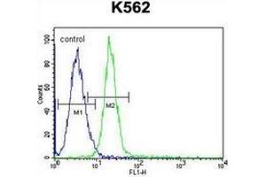 Flow cytometric analysis of K562 cells using CD339 / JAG1 Antibody (C-term) Cat. (JAG1 Antikörper  (C-Term))