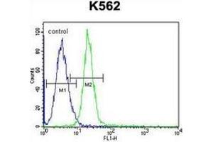 Flow cytometric analysis of K562 cells using CD339 / JAG1 Antibody (C-term) Cat.