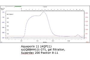 Size-exclusion chromatography-High Pressure Liquid Chromatography (SEC-HPLC) image for Aquaporin 11 (AQP11) (AA 1-271) protein (Strep Tag) (ABIN3124823) (AQP11 Protein (AA 1-271) (Strep Tag))