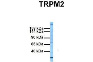 Host:  Rabbit  Target Name:  TRPM2  Sample Tissue:  Human Fetal Liver  Antibody Dilution:  1. (TRPM2 Antikörper  (N-Term))