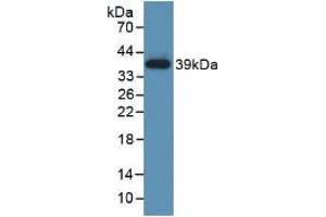 Western blot analysis of recombinant Human TBG. (SERPINA7 Antikörper  (AA 128-415))