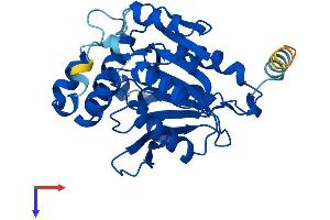 SPG21 Protein (AA 1-308) (His tag)