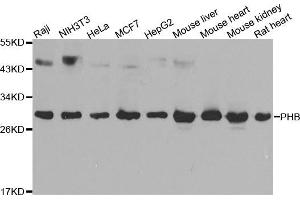 Western blot analysis of extracts of various cell lines, using PHB antibody (ABIN5969986) at 1/1000 dilution. (Prohibitin Antikörper)