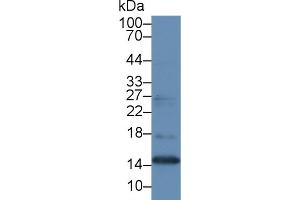 Detection of MK in Human Placenta lysate using Polyclonal Antibody to Midkine (MK)