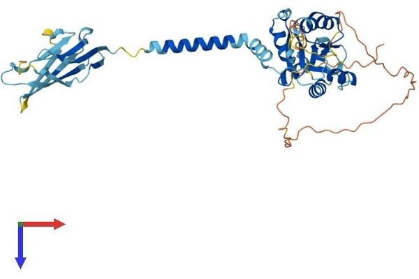 SIGIRR Protein (AA 1-409) (His tag)