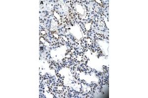 Immunohistochemical staining (Formalin-fixed paraffin-embedded sections) of human kidney (A) and human heart (B) with ILF2 polyclonal antibody  at 4-8 ug/mL working concentration. (ILF2 Antikörper  (C-Term))