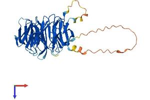 WDR53 Protein (AA 1-358) (His tag)