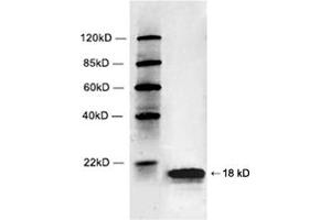 Western blot analysis of Hela cell lysate using 1 µg/mL Rabbit Anti-Histone 2B Polyclonal Antibody (ABIN398701) The signal was developed with IRDyeTM 800 Conjugated Goat Anti-Rabbit IgG. (Histone 2b (HIST1H2BL) (C-Term) Antikörper)