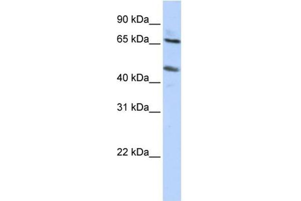 SLC26A10 Antikörper  (N-Term)
