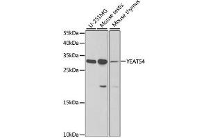 Western blot analysis of extracts of various cell lines, using YEATS4 antibody (ABIN1980334) at 1:1000 dilution. (GAS41 Antikörper)