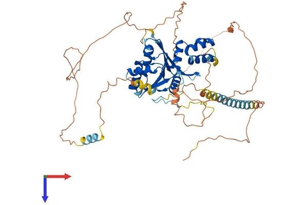 FAM83D Protein (AA 1-585) (His tag)