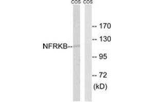 Western blot analysis of extracts from COS7 cells, using NFRKB Antibody. (NFRKB Antikörper  (AA 463-512))