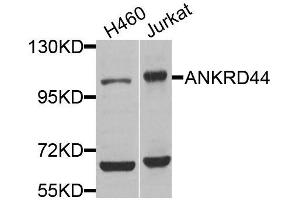Western blot analysis of extracts of various cell lines, using ANKRD44 antibody (ABIN5974620) at 1/1000 dilution. (ANKRD44 Antikörper)
