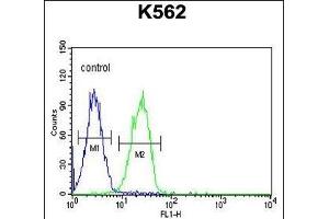 CLM1 Antibody (N-term) (ABIN653906 and ABIN2843144) flow cytometric analysis of K562 cells (right histogram) compared to a negative control cell (left histogram). (IREM1 Antikörper  (N-Term))