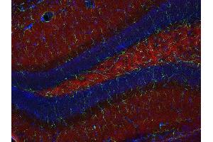 Indirect immunostaining of PFA fixed mouse hippocampus section with anti-SCAMP 1 (dilution 1 : 200; red) and mouse anti-GFAP (cat. (SCAMP1 Antikörper)
