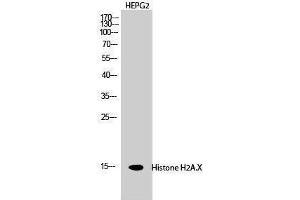 Western Blotting (WB) image for anti-H2A Histone Family, Member X (H2AFX) (Ser465) antibody (ABIN3180085) (H2AFX Antikörper  (Ser465))