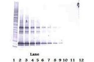 Image no. 3 for anti-Tumor Necrosis Factor (Ligand) Superfamily, Member 14 (TNFSF14) antibody (ABIN465433) (TNFSF14 Antikörper)