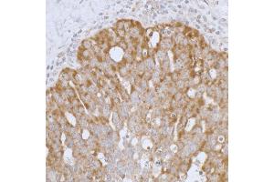 Immunohistochemistry (IHC) image for anti-Peroxiredoxin 3 (PRDX3) (AA 206-256) antibody (ABIN7453415) (Peroxiredoxin 3 Antikörper  (AA 206-256))