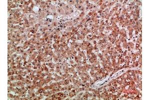 Immunohistochemical analysis of paraffin-embedded human-liver, antibody was diluted at 1:200 (Thymopoietin Antikörper  (AA 1-50))