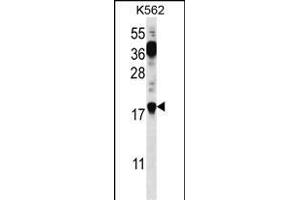 PTMS Antibody (C-term) (ABIN656745 and ABIN2845967) western blot analysis in K562 cell line lysates (35 μg/lane). (Parathymosin Antikörper  (C-Term))