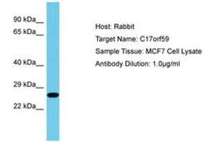 Image no. 1 for anti-Chromosome 17 Open Reading Frame 59 (C17ORF59) (AA 38-87) antibody (ABIN6750616) (C17orf59 Antikörper  (AA 38-87))