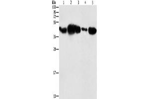 Western Blotting (WB) image for anti-Phosphoglycerate Kinase 2 (PGK2) antibody (ABIN2429399) (PGK2 Antikörper)