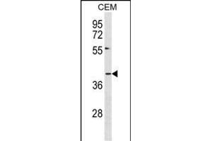 DARC Antibody (N-term) (ABIN1881251 and ABIN2839090) western blot analysis in CEM cell line lysates (35 μg/lane).
