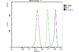 Flow Cytometry analysis of ANA-1 cells using anti-4-1BBL/Tnfsf9 antibody (ABIN7599251).