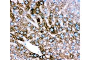 IHC-P: CYP2E1 antibody testing of mouse liver tissue (CYP2E1 Antikörper  (AA 1-310))
