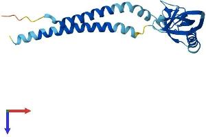 KCNMB4 Protein (AA 1-210) (His tag)