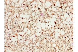 IHC image of ABIN7164919 diluted at 1:200 and staining in paraffin-embedded human brain tissue performed on a Leica BondTM system. (PSME3 Antikörper  (AA 2-252))