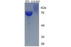 Image no. 3 for Interleukin 1, beta (IL1B) (AA 199-214) peptide (BSA) (ABIN5665978) (Interleukin 1, beta (IL1B) (AA 199-214) peptide (BSA))
