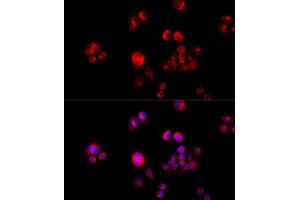 Immunofluorescence (IF) image for anti-Glutamate Dehydrogenase 2 (GLUD2) (AA 319-558) antibody (ABIN6141159)