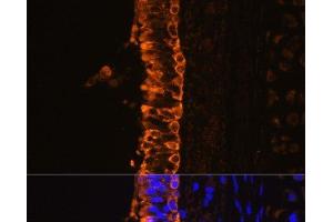 Immunofluorescence analysis of Rat bronchus cells using KRT7 Polyclonal Antibody at dilution of 1:100. (Cytokeratin 7 Antikörper)