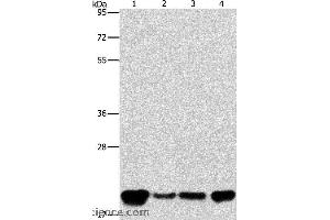 Western blot analysis of A549, K562, hela and hepG2 cell, using PEBP1 Polyclonal Antibody at dilution of 1:400 (PEBP1 Antikörper)