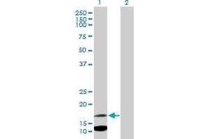 Western Blot analysis of IFITM2 expression in transfected 293T cell line by IFITM2 MaxPab polyclonal antibody. (IFITM2 Antikörper  (AA 1-132))