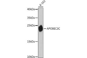 Western blot analysis of extracts of K-562 cells, using C antibody (ABIN7265638) at 1:3000 dilution. (APOBEC3C Antikörper  (AA 1-190))