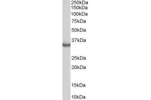 STUB1 Antikörper  (C-Term)