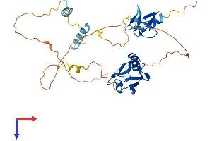 PDLIM2 Protein (AA 1-352) (His tag)
