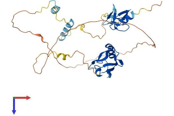 PDLIM2 Protein (AA 1-352) (His tag)