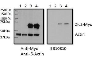 RWPE1 lysate (60ug protein in RIPA buffer) overexpressing Human ZIC2 with C-terminal MYC tag probed with ABIN768616 (0.