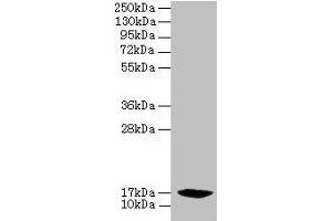 Western blot All lanes: PFDN2 antibody at 6 μg/mL + 293T whole cell lysate Secondary Goat polyclonal to rabbit IgG at 1/10000 dilution Predicted band size: 17 kDa Observed band size: 17 kDa (PFDN2 Antikörper  (AA 1-154))