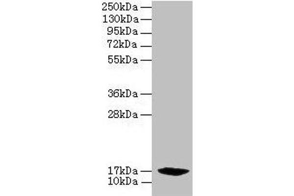 PFDN2 抗体  (AA 1-154)