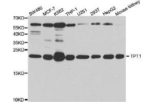 Western Blotting (WB) image for anti-Tumor Protein, Translationally-Controlled 1 (TPT1) antibody (ABIN1876630)