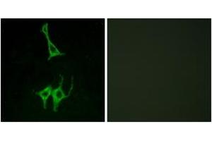 Immunofluorescence (IF) image for anti-Neuromedin U Receptor 1 (NMUR1) (AA 1-50) antibody (ABIN2890909) (NMUR1 Antikörper  (AA 1-50))